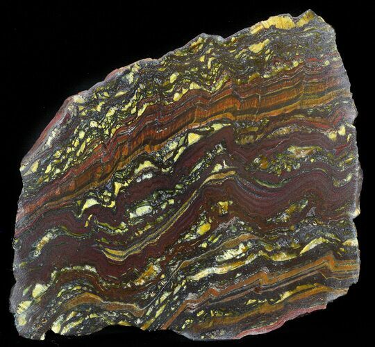 Polished Tiger Iron Stromatolite - ( Billion Years) #41083